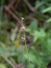 Carex loliacea