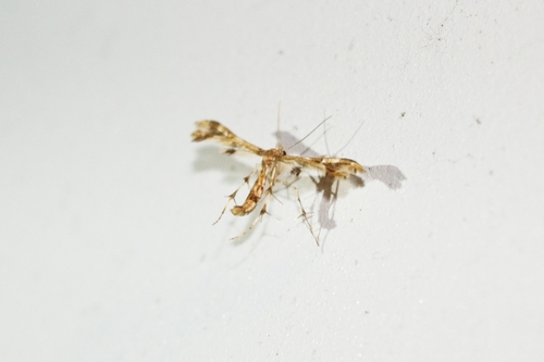 Grape and Sheppard's Plume Moths photo 3