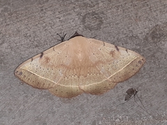 Hulodes drylla