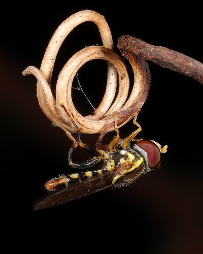 Unknown species found near Champaign County, IL, USA