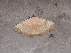 Hulodes drylla