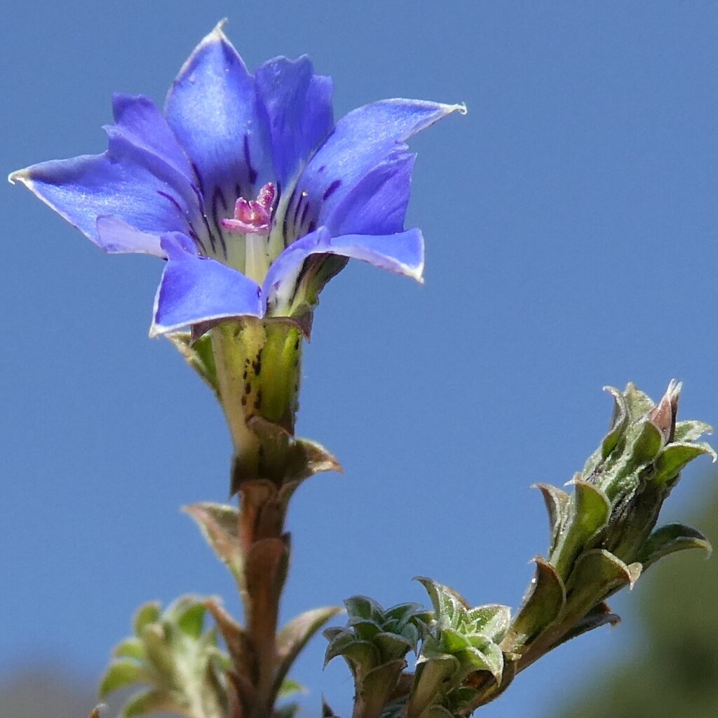 Gentiana bryoides