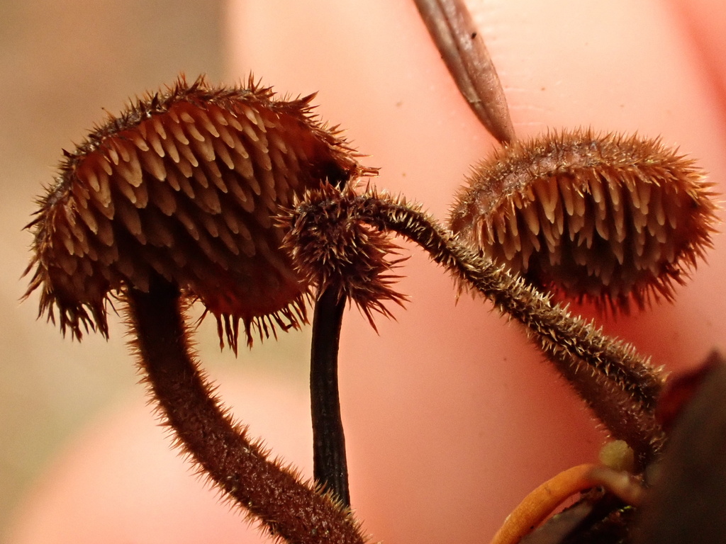 Auriscalpium vulgare · February 2026 · photo: © reago (iNaturalist, cc-by)