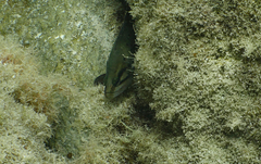 Acanthistius serratus