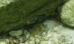 Acanthistius serratus