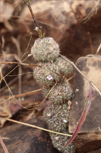 Crested Lepidagathis (Lepidagathis cristata)