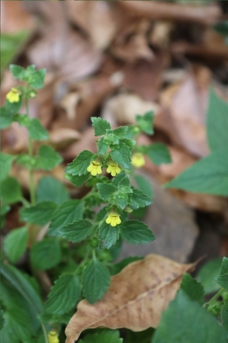 Lindenbergia muraria