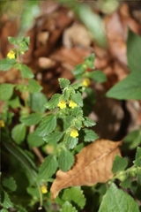 Lindenbergia muraria, photograph (c) Vikas D Prasad, some rights reserved (CC BY-SA)