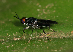 Cyphomyia varipes