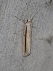 Doryodes tenuistriga