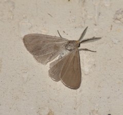 Neoplynes eudora