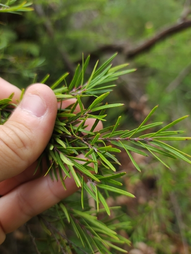 Austromyrtus tenuifolia observed 2026-02-14