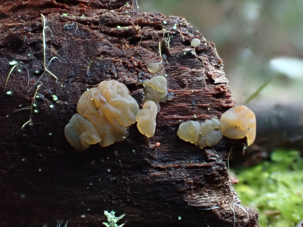 Myxarium nucleatum · February 2026 · photo: © reago (iNaturalist, cc-by)