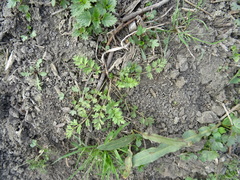 Potentilla paradoxa