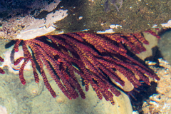 Muricea californica image