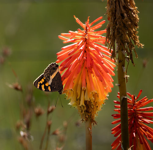 Table Mountain Beauty