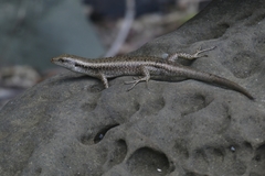 Emoia atrocostata