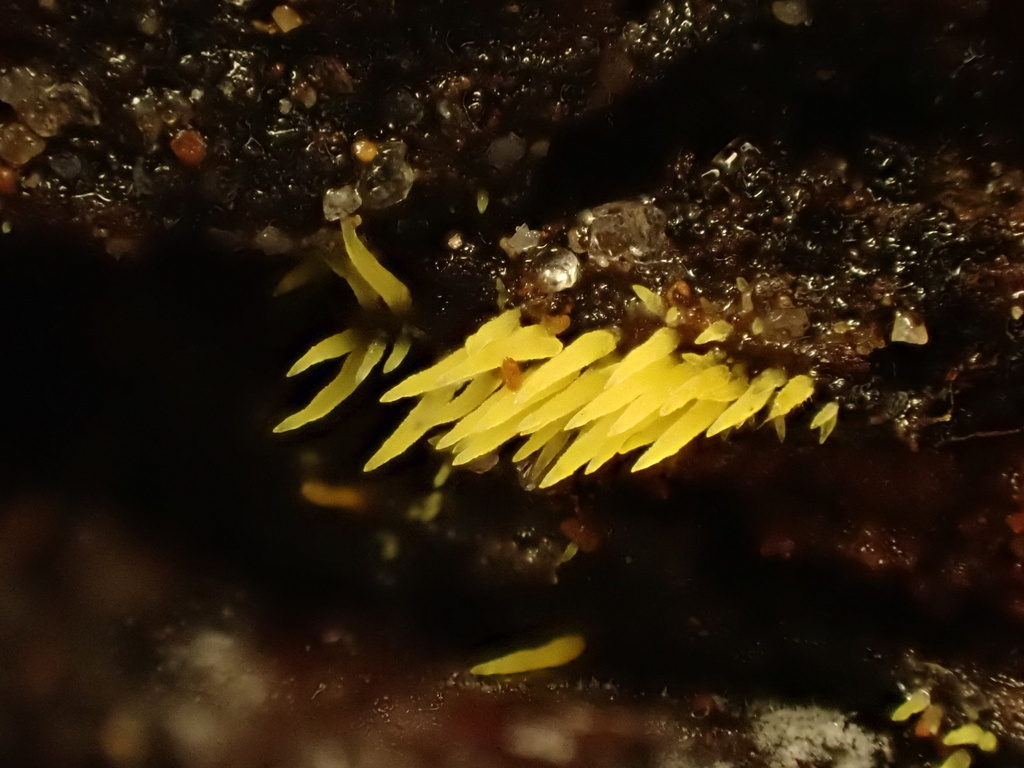 Mucronella flava · February 2026 · photo: © reago (iNaturalist, cc-by)