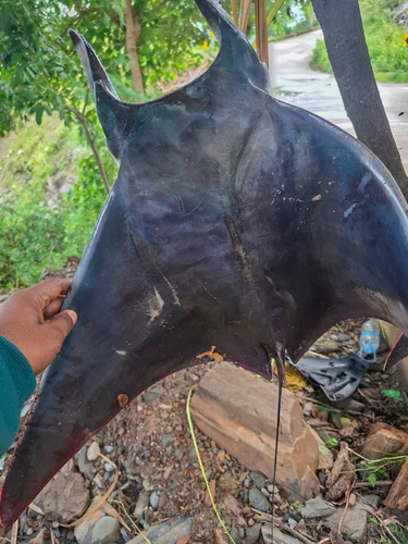 Shortfin devil ray (Mobula kuhlii) — Myliobatidae — 3