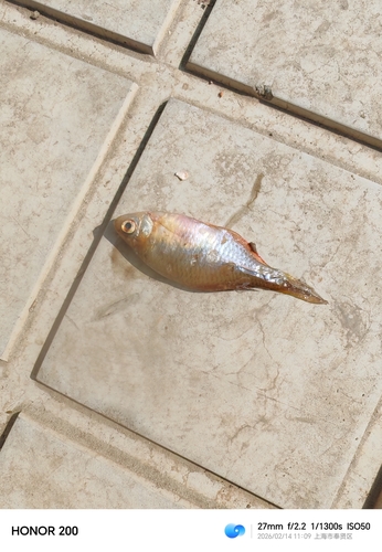 Chinese bitterling (Rhodeus sinensis) — Cyprinidae