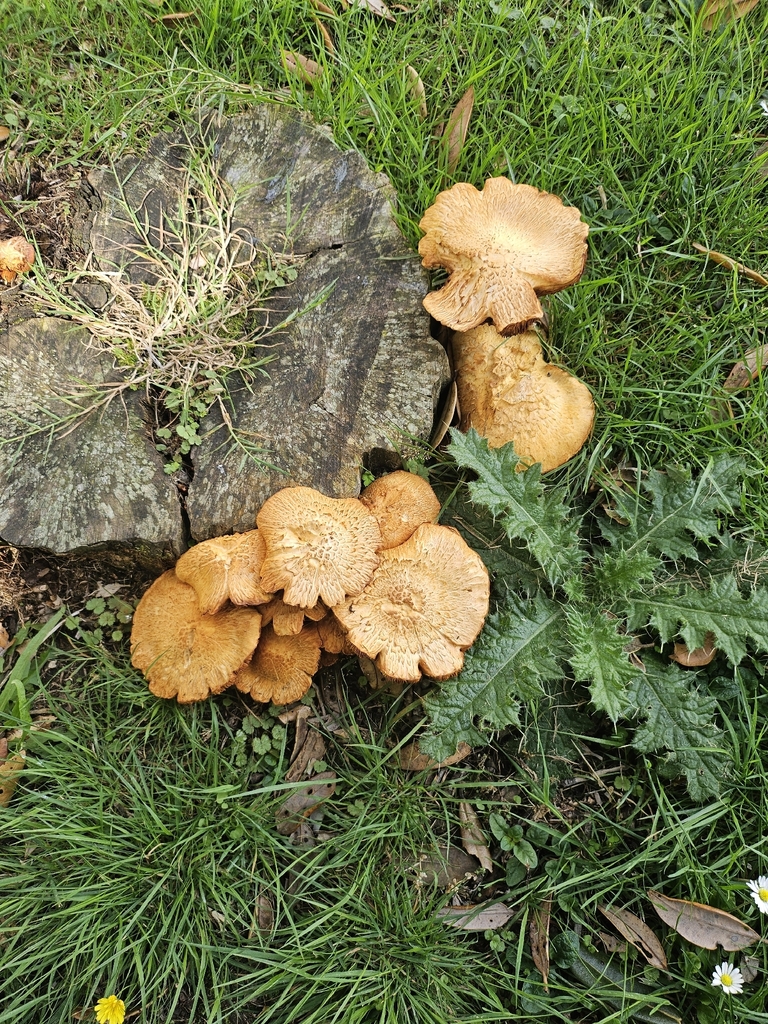 Gymnopilus junonius · February 2026 · photo: © bigealien (iNaturalist, cc-by)