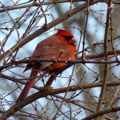 Cardinalis cardinalis