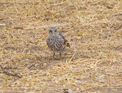 Histurgops ruficauda