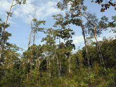 Dipterocarpus intricatus