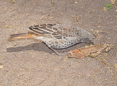 Histurgops ruficauda