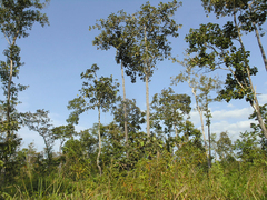 Dipterocarpus intricatus