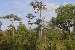 Dipterocarpus intricatus