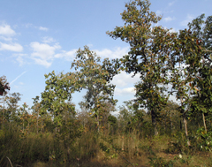 Dipterocarpus intricatus