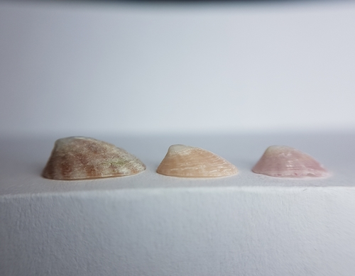 White Tortoiseshell Limpet