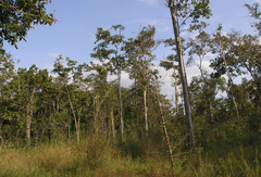 Dipterocarpus intricatus