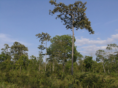 Dipterocarpus intricatus