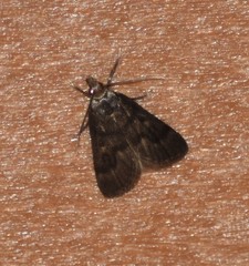 Loxostegopsis polle