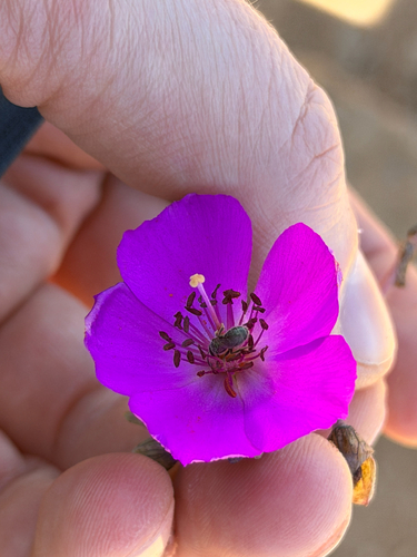 Cistanthe laxiflora, photograph 3
