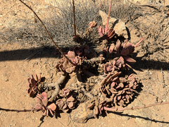 Cistanthe laxiflora, photograph (c) Cody Hinchliff, some rights reserved (CC BY)