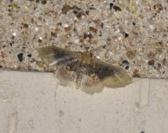 Idaea scintillularia