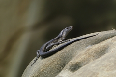Emoia atrocostata
