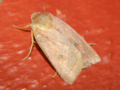 Epiglaea apiata