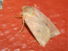 Epiglaea apiata
