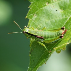 Odontopodisma schmidtii