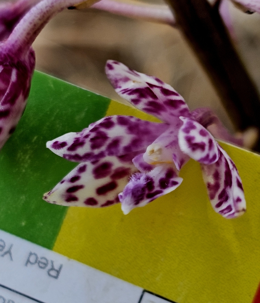 Dipodium campanulatum