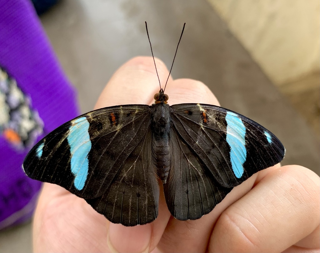 Obrinus Olivewing