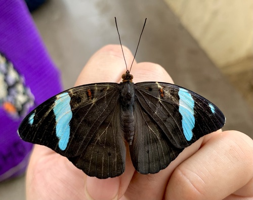 Obrinus Olivewing