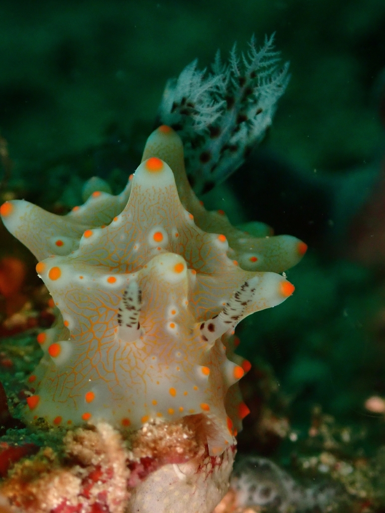 Halgerda batangas (Halgerda batangas)