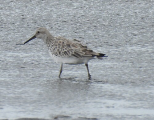 Correlimos grande (Calidris tenuirostris)