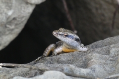 Emoia atrocostata