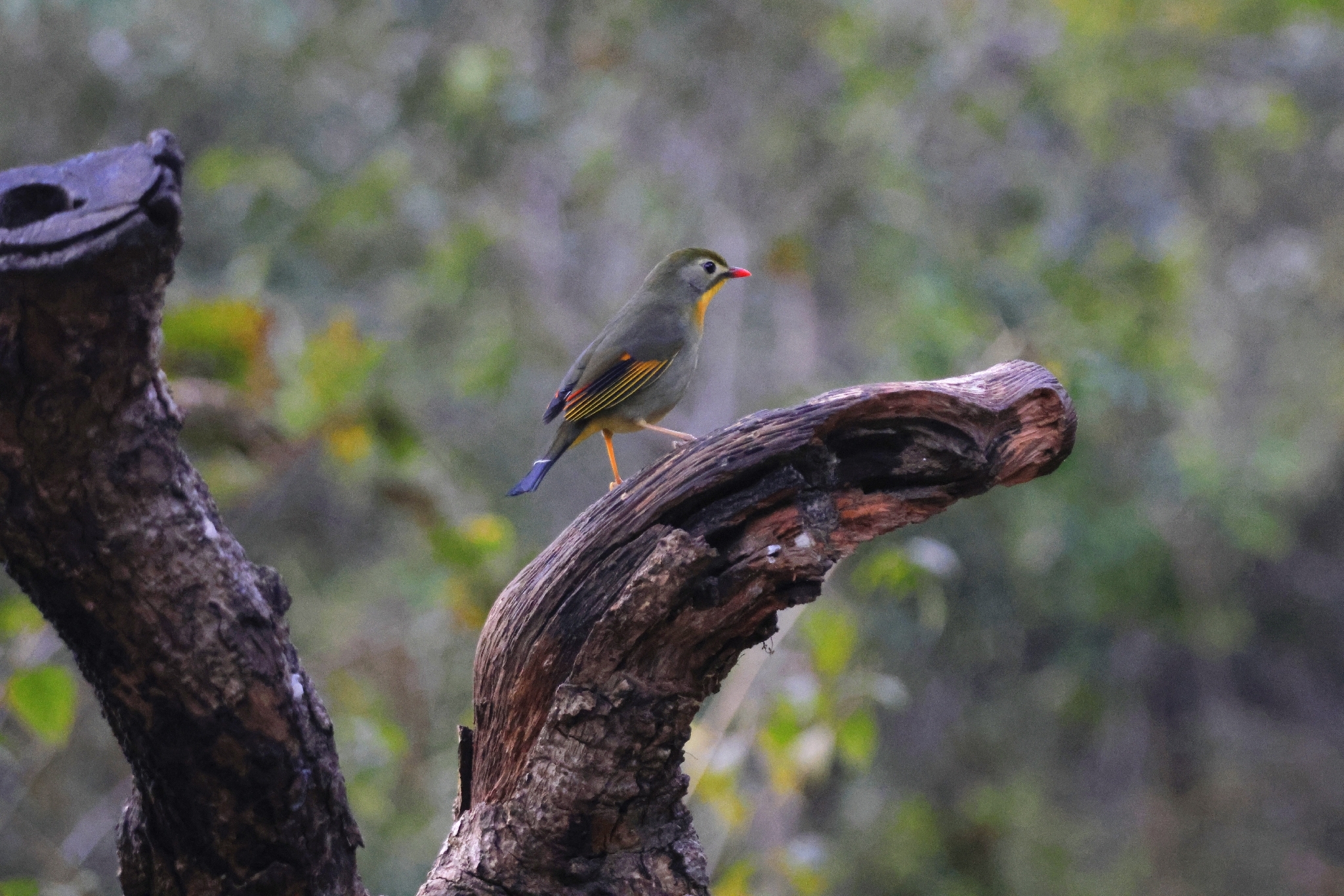 Red-billed Leiothrix (Leiothrix lutea), photo 9